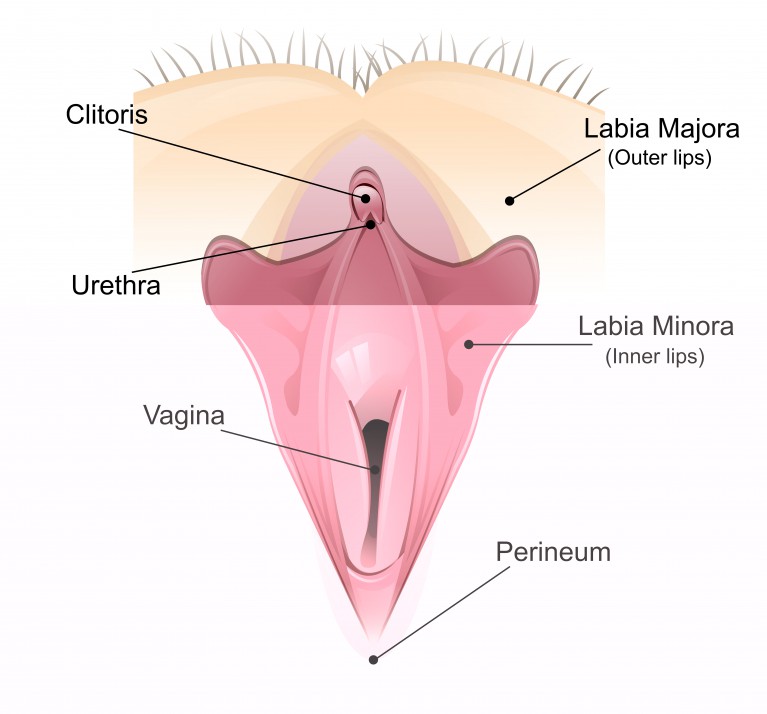 Anatomie normale ?